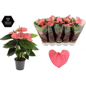 Anthurium 12 cm Sweet Dream in Couture Diamond Line Purple sleeve