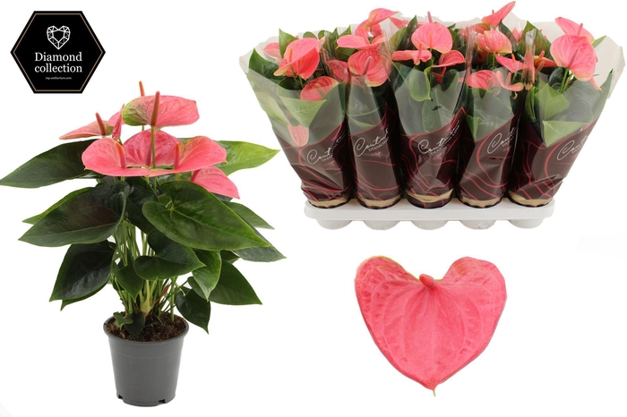 <h4>Anthurium 12 cm Sweet Dream in Couture Diamond Line Purple sleeve</h4>