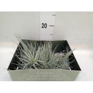 Tillandsia