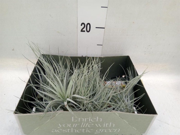 <h4>Tillandsia</h4>