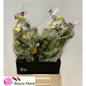 Papaver Or Pizzicato