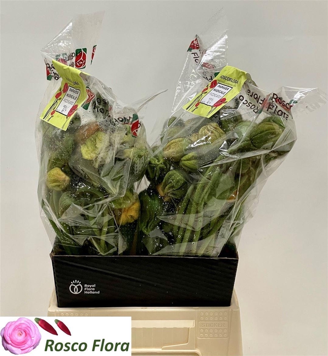 <h4>Papaver Or Pizzicato</h4>