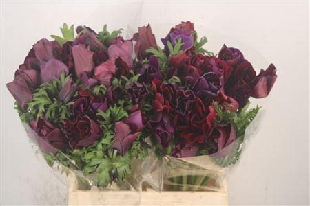 <h4>Anem Mistral Noir X L X25</h4>