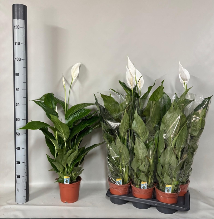 <h4>SPATH PEARL CUPIDO</h4>