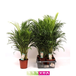Areca P21 L90-100