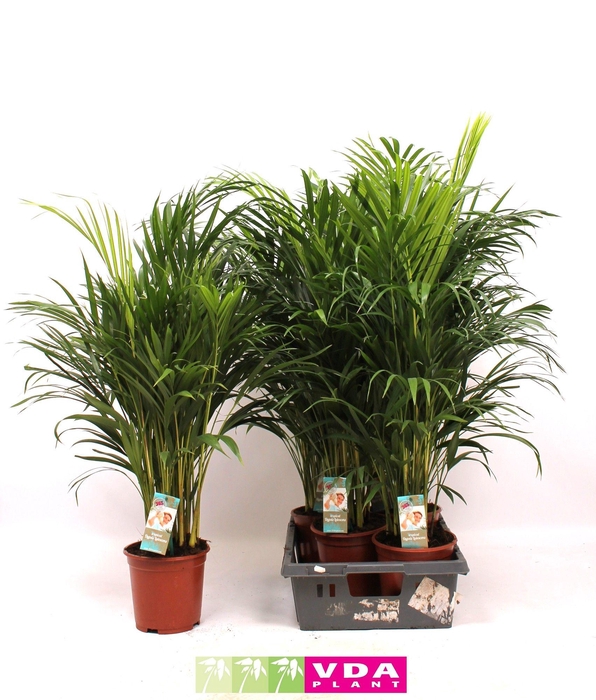 <h4>Areca P21 L90-100</h4>