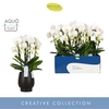 Phalaenopsis wit meer takken