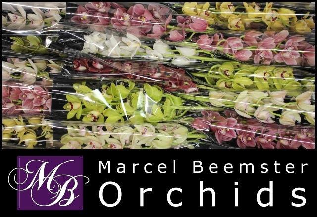 <h4>CYMB MI GEM</h4>