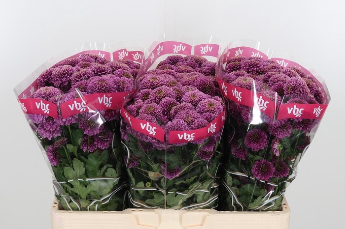 <h4>Chr San Aaa Doria</h4>