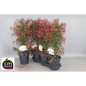 FUCHSIA OV