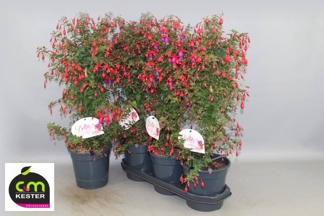 <h4>FUCHSIA OV</h4>