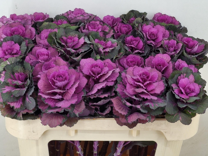 <h4>BRASS ELEGANCE</h4>