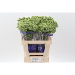 Trach Adante White 60cm