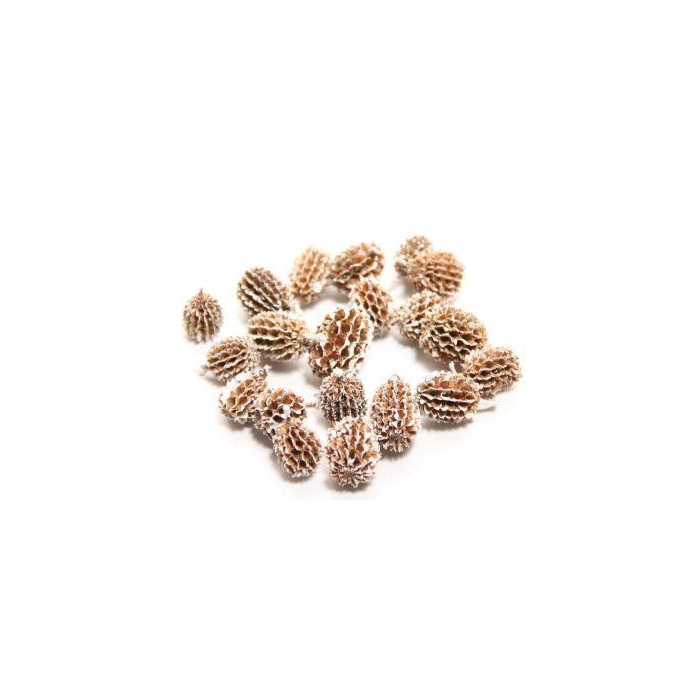 <h4>Casuarina Pods 750g</h4>