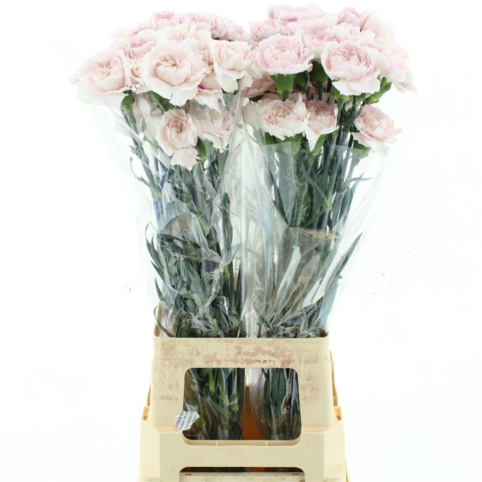 <h4>Di St Col Bridal Damascus Hanoi</h4>