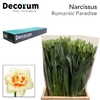 Narcissus Romantic Paradise Small Box 100