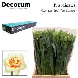 Narcissus Romantic Paradise Small Box 100