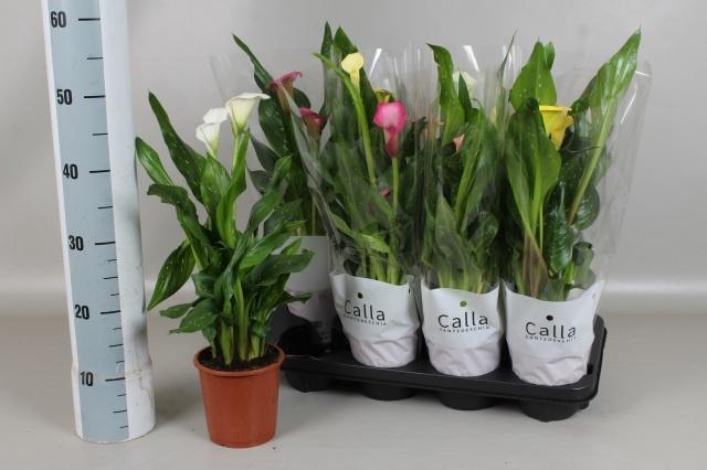 <h4>ZANT GEM 4 KL</h4>