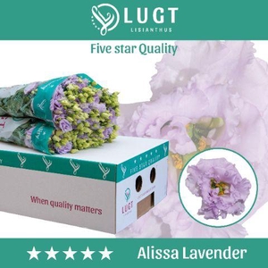 Lisianthus Alissa Lavender