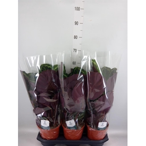 Calathea  'Medallion'