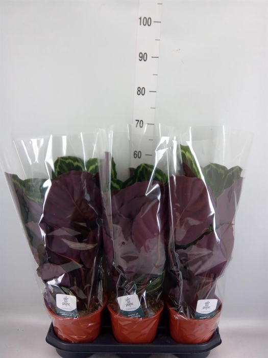 <h4>Calathea  'Medallion'</h4>