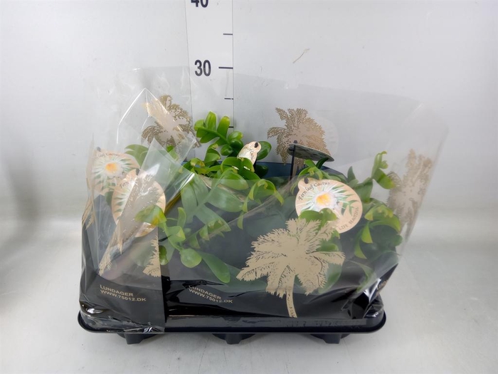 <h4>Epiphyllum anguliger</h4>