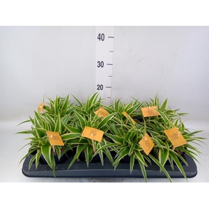 Chlorophytum com. 'Ocean'