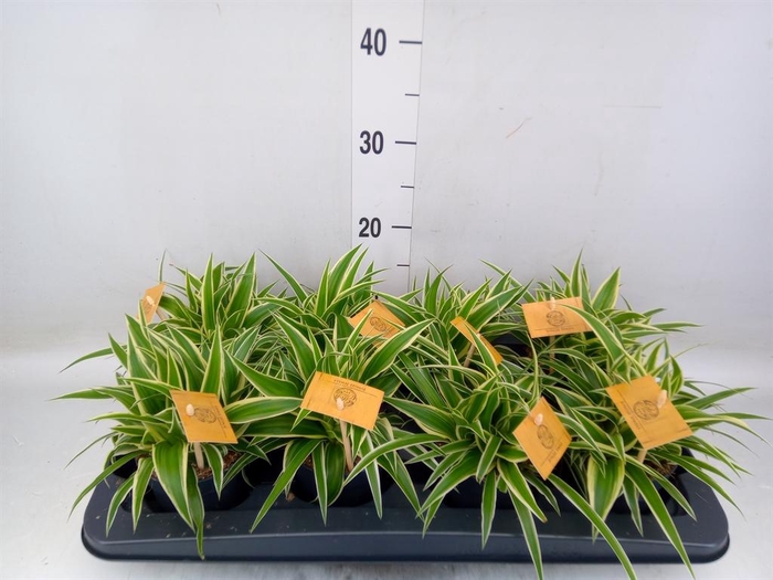 <h4>Chlorophytum com. 'Ocean'</h4>