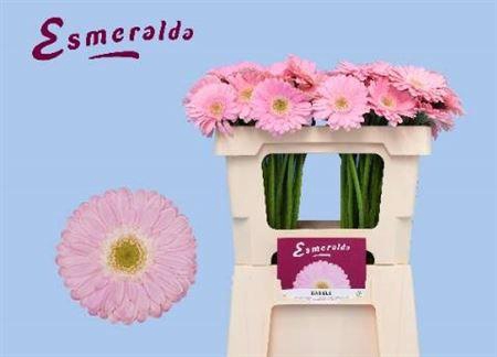 <h4>Ge Mi Babble</h4>