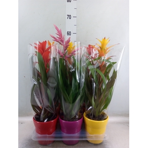 Guzmania   ...mix