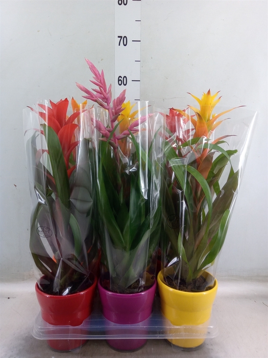 <h4>Guzmania   ...mix</h4>