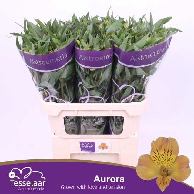 <h4>Alstroemeria Aurora</h4>