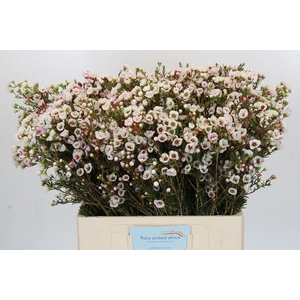 Chamelaucium Moonlight Delight