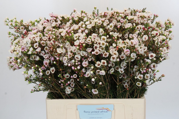 <h4>Chamelaucium Moonlight Delight</h4>