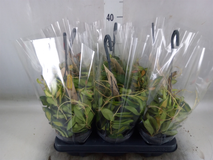 <h4>Hoya carnosa 'Tricolor'</h4>