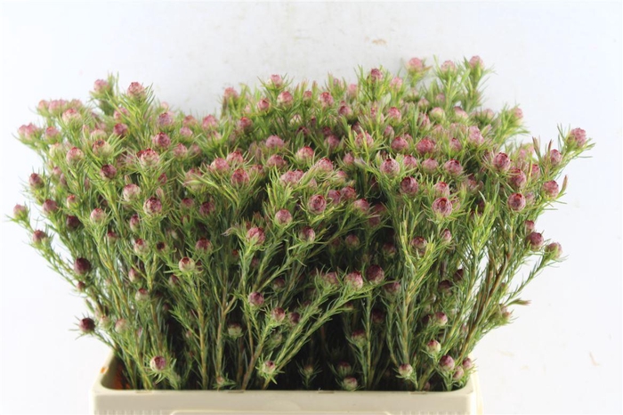 <h4>Leucad Jubilee Crown</h4>