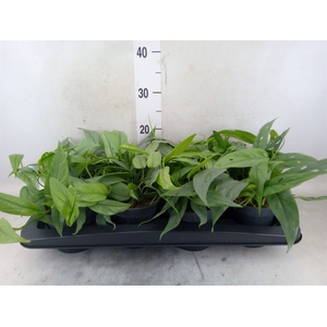 Epipremnum pinn. 'Cebu Blue'