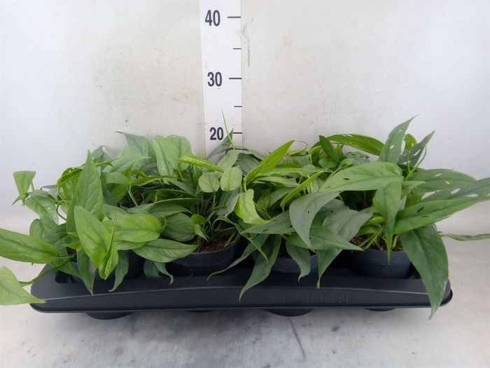 <h4>Epipremnum pinn. 'Cebu Blue'</h4>