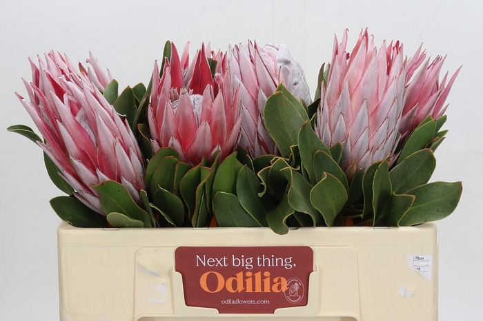 <h4>Protea Cynaroides</h4>