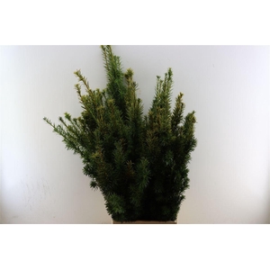 Taxus Yellow