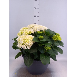 Hydrangea mac.