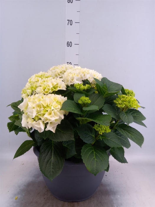 <h4>Hydrangea mac.</h4>