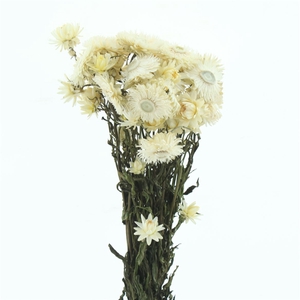 Dried Helichrysum White