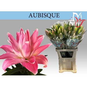 LI OR DU AUBISQUE