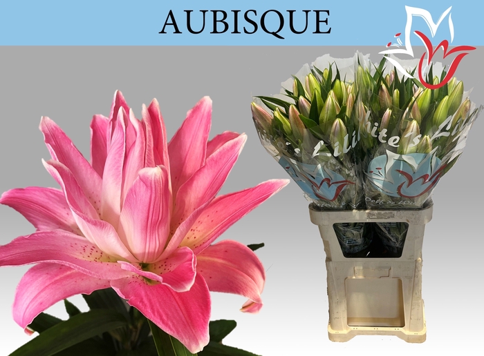 <h4>LI OR DU AUBISQUE</h4>
