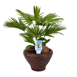 Livistona nr 6 hoedje brown Lucht Zuiverend asp