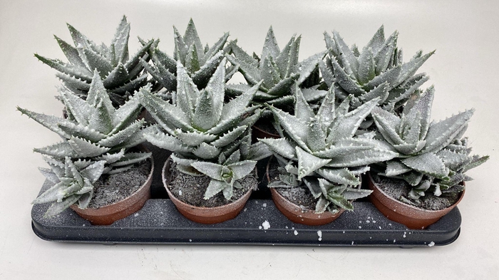 <h4>Aloë Frosty</h4>