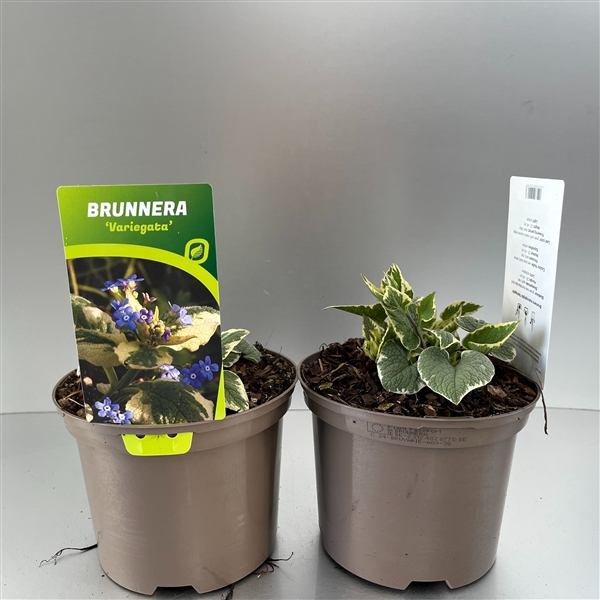 <h4>Brunnera macr. 'Variegata'</h4>