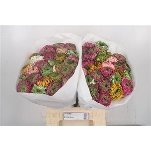 Ran Pon-pon Mixed In Bunch