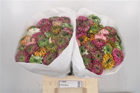 <h4>Ran Pon-pon Mixed In Bunch</h4>